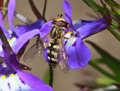 Eupeodes corollae, hoverfly, female, Alan Prowse